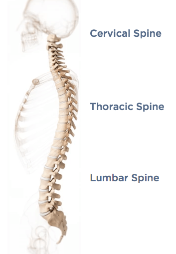 facts-about-spine-1 - OPA Ortho